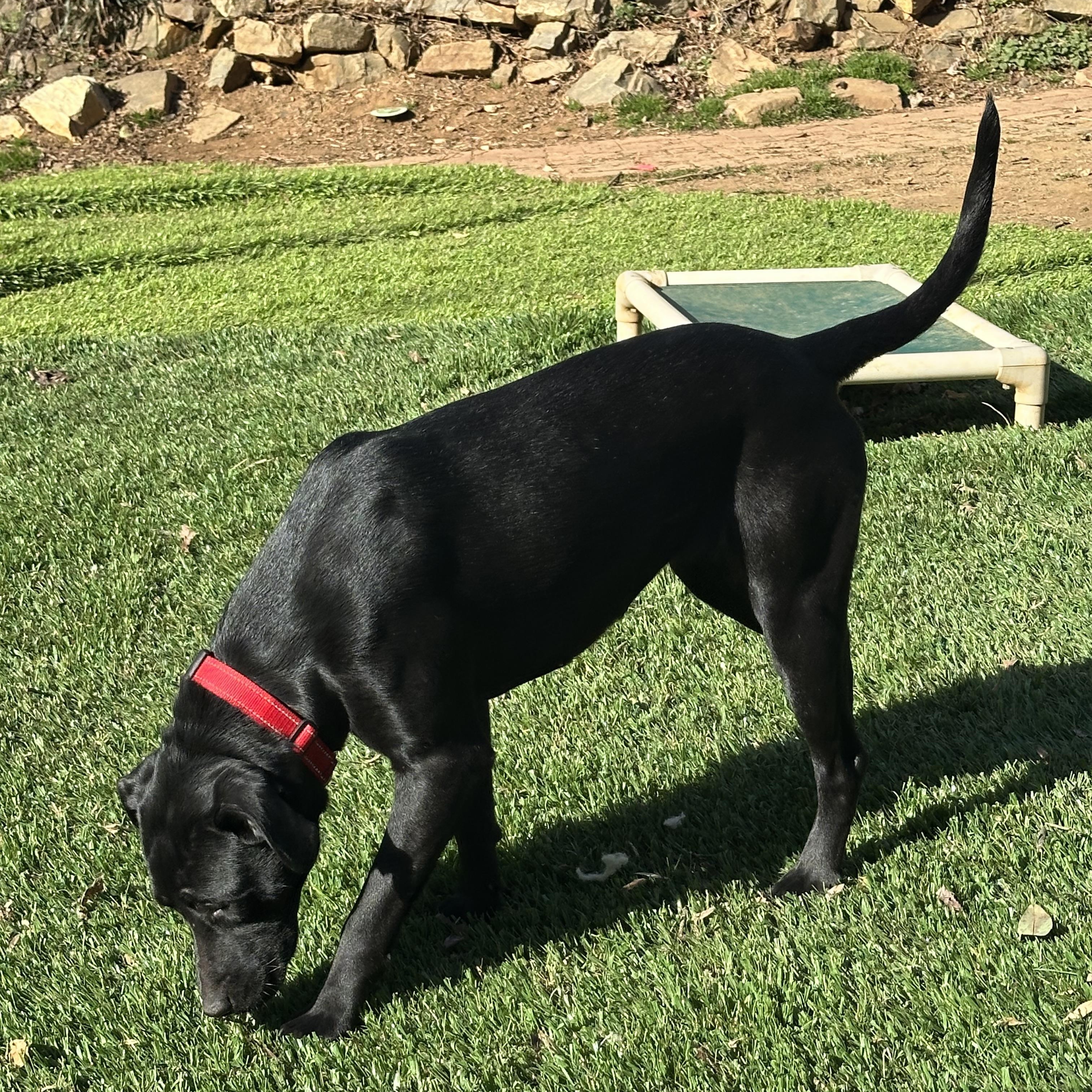 Enlarge Mavis, a ADOPTABLE Black Labrador Retriever in Sherman, CT image 2/6