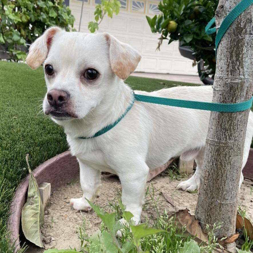 Bugsy, a Adoptable mixed breed in Apple Valley, CA image 1/3
