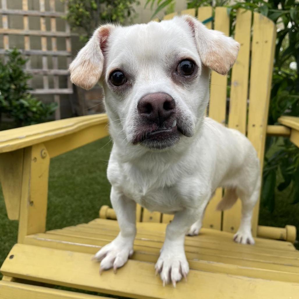 Bugsy, a Adoptable mixed breed in Apple Valley, CA image 2/3