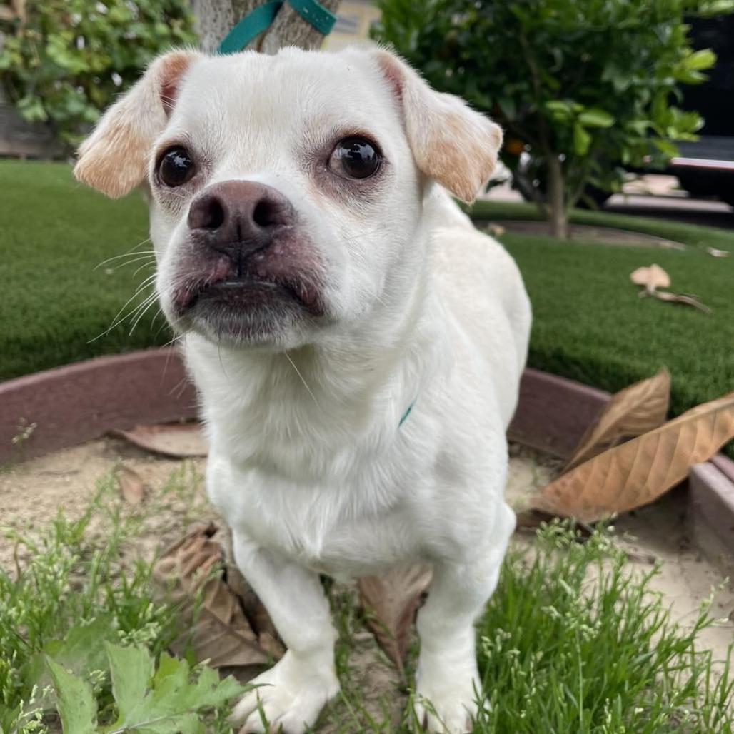 Bugsy — thumbnail 3