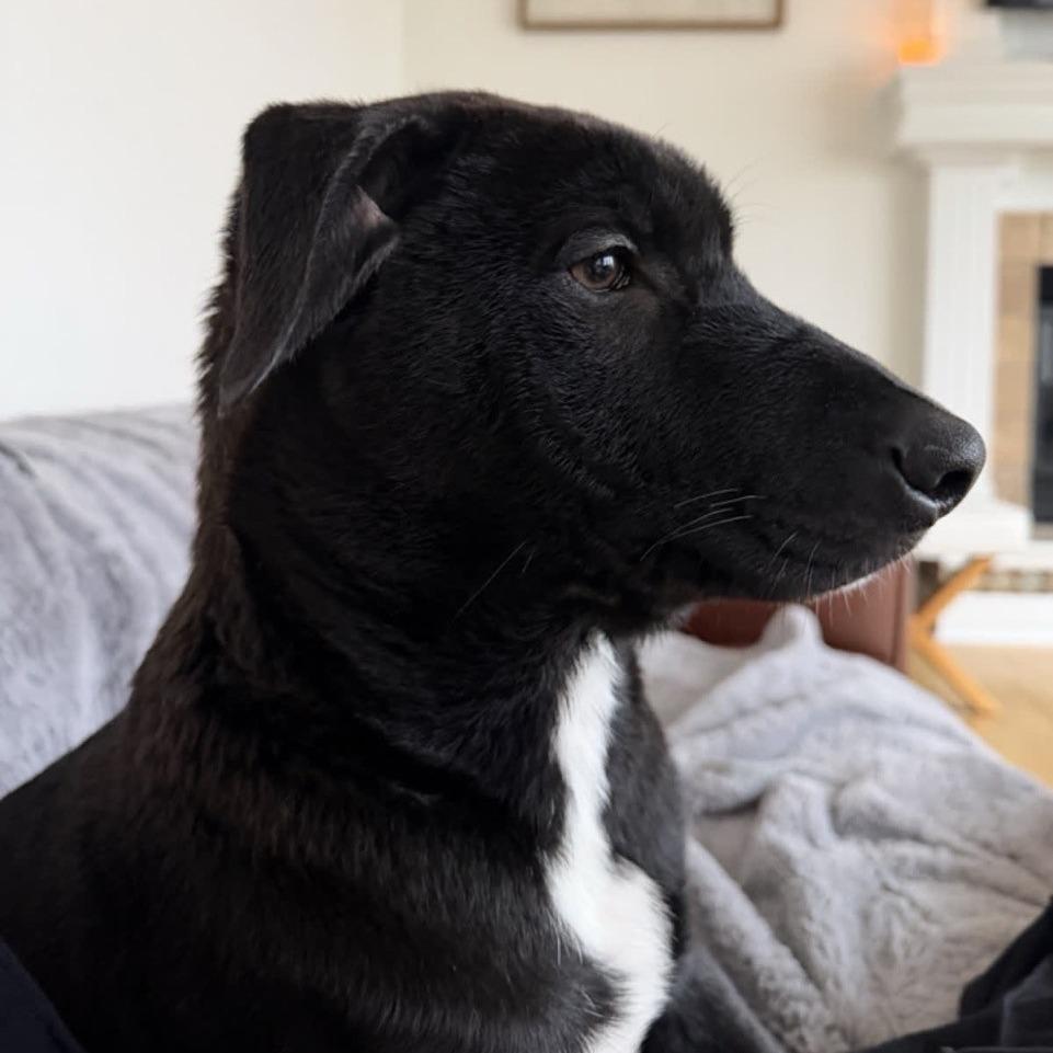 Enlarge Maddie, a Adoptable Pit Bull Terrier in Kansas City, MO image 2/6