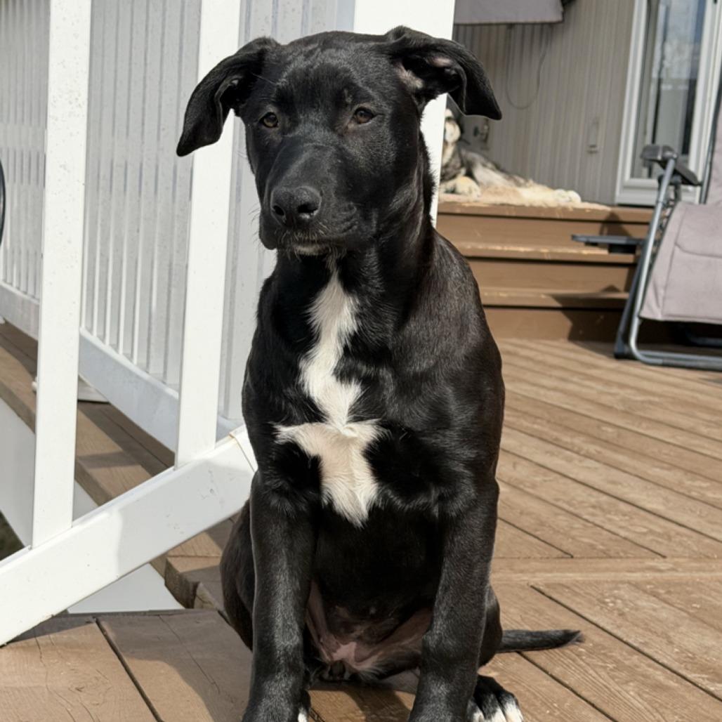 Enlarge Maddie, a Adoptable Pit Bull Terrier in Kansas City, MO image 3/6