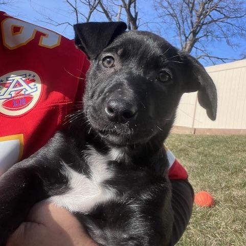 Enlarge Maddie, a Adoptable Pit Bull Terrier in Kansas City, MO image 4/6