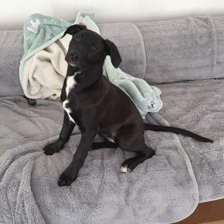 Enlarge Maddie, a Adoptable Pit Bull Terrier in Kansas City, MO image 5/6