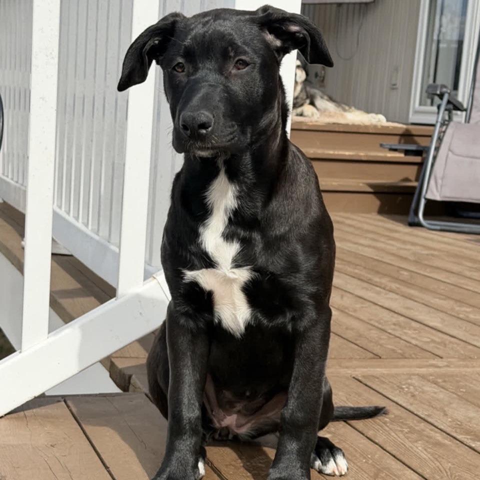 Enlarge Maddie, a Adoptable Pit Bull Terrier in Kansas City, MO image 6/6