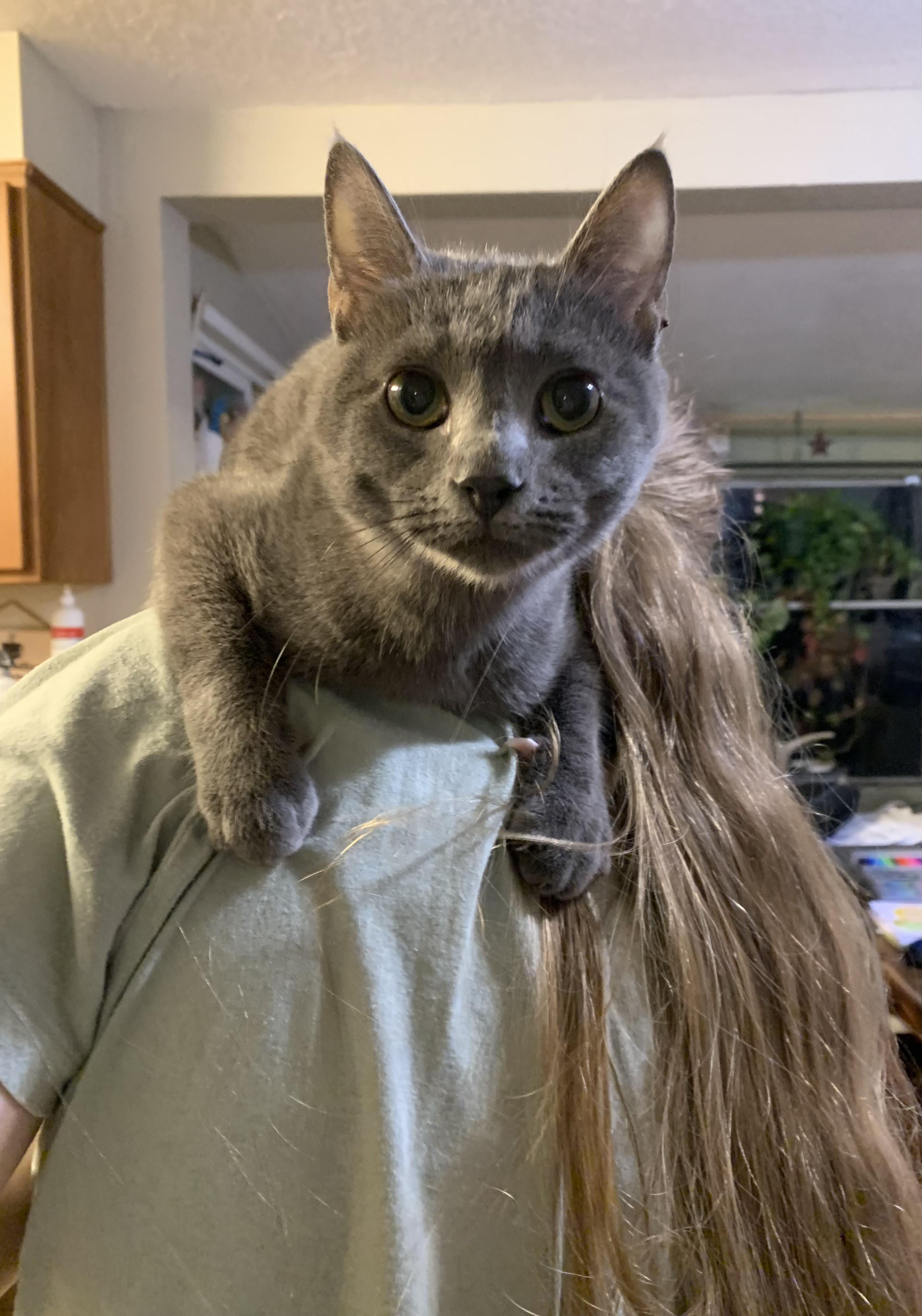 Enlarge Kix, an adopted Domestic Short Hair in Kelso, WA image 1/2