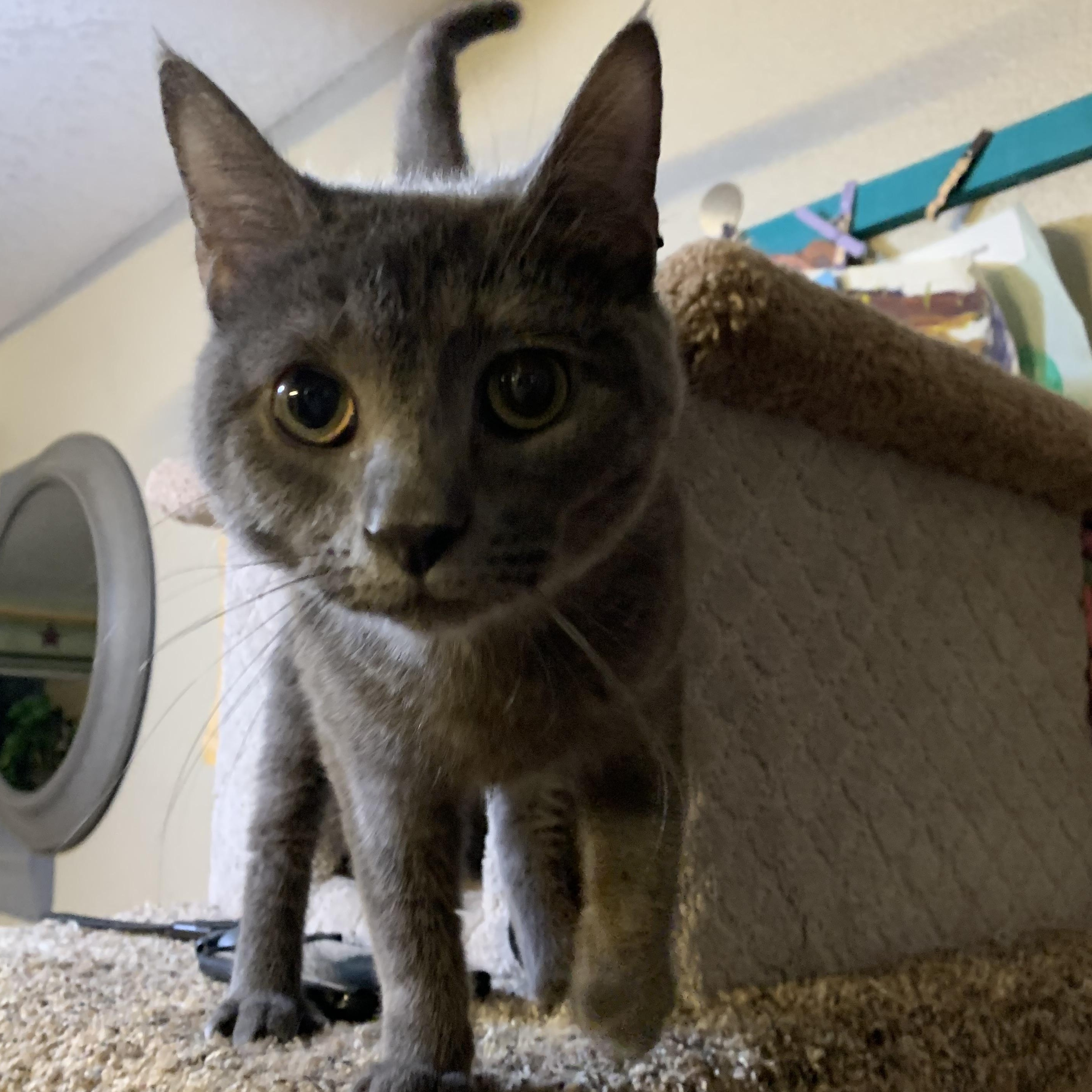 Enlarge Kix, an adopted Domestic Short Hair in Kelso, WA image 2/2