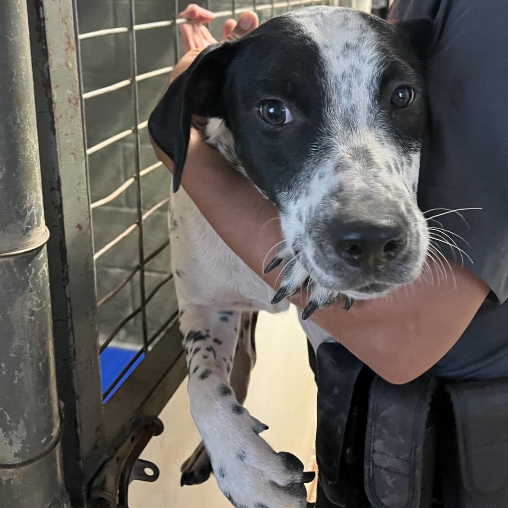 Enlarge Tugboat, a Adoptable mixed breed in Stephenville, TX image 1/4