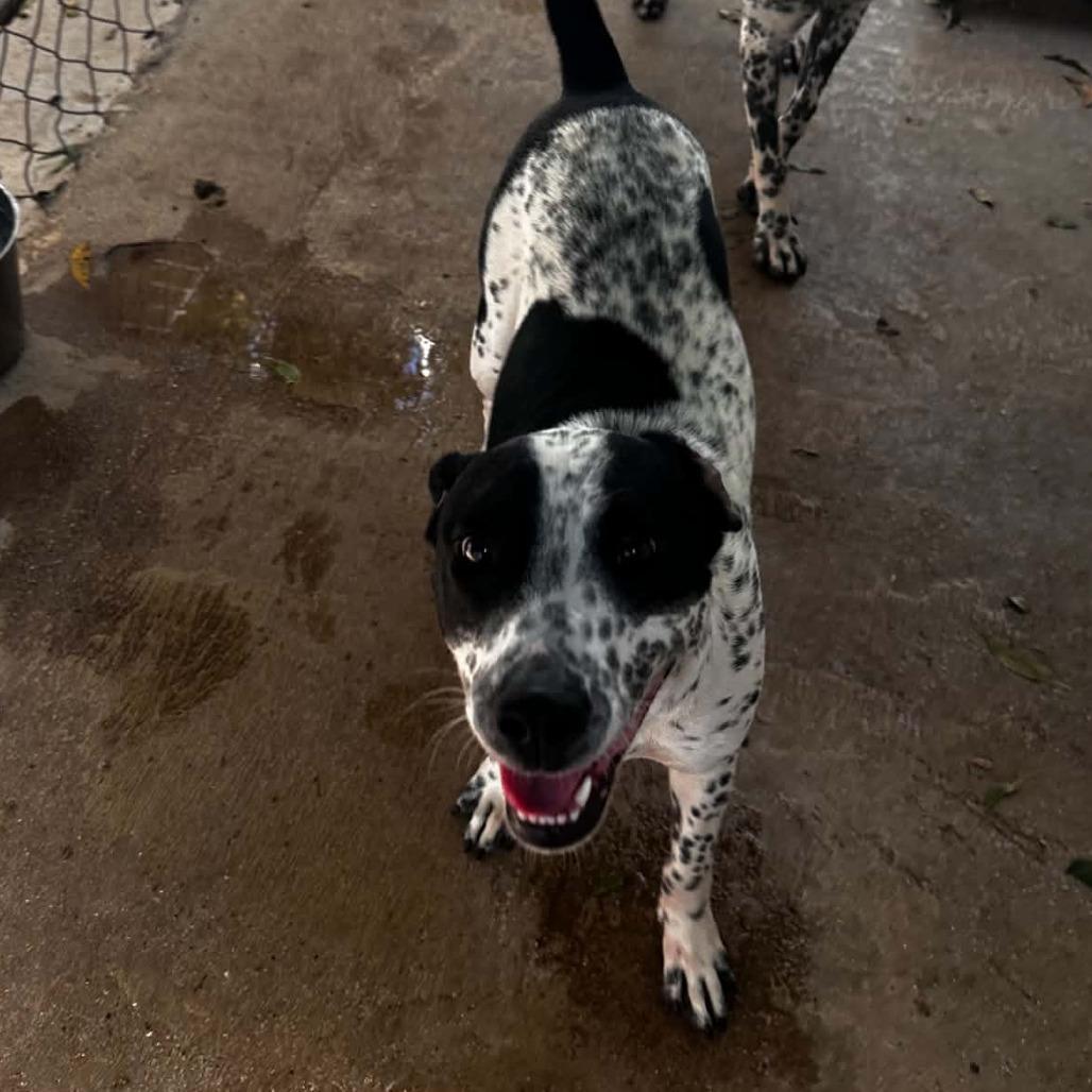 Enlarge Tugboat, a Adoptable mixed breed in Stephenville, TX image 2/4