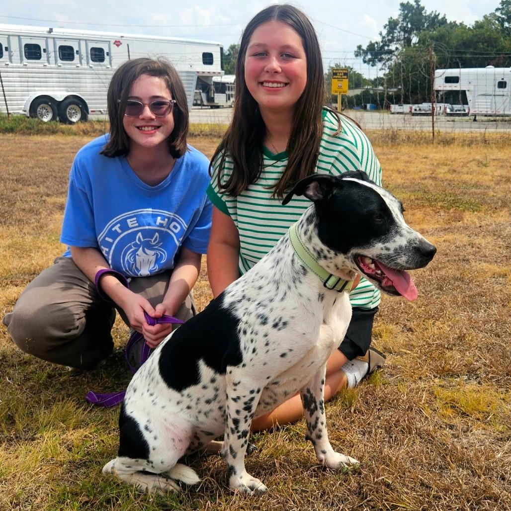 Enlarge Tugboat, a Adoptable mixed breed in Stephenville, TX image 3/4