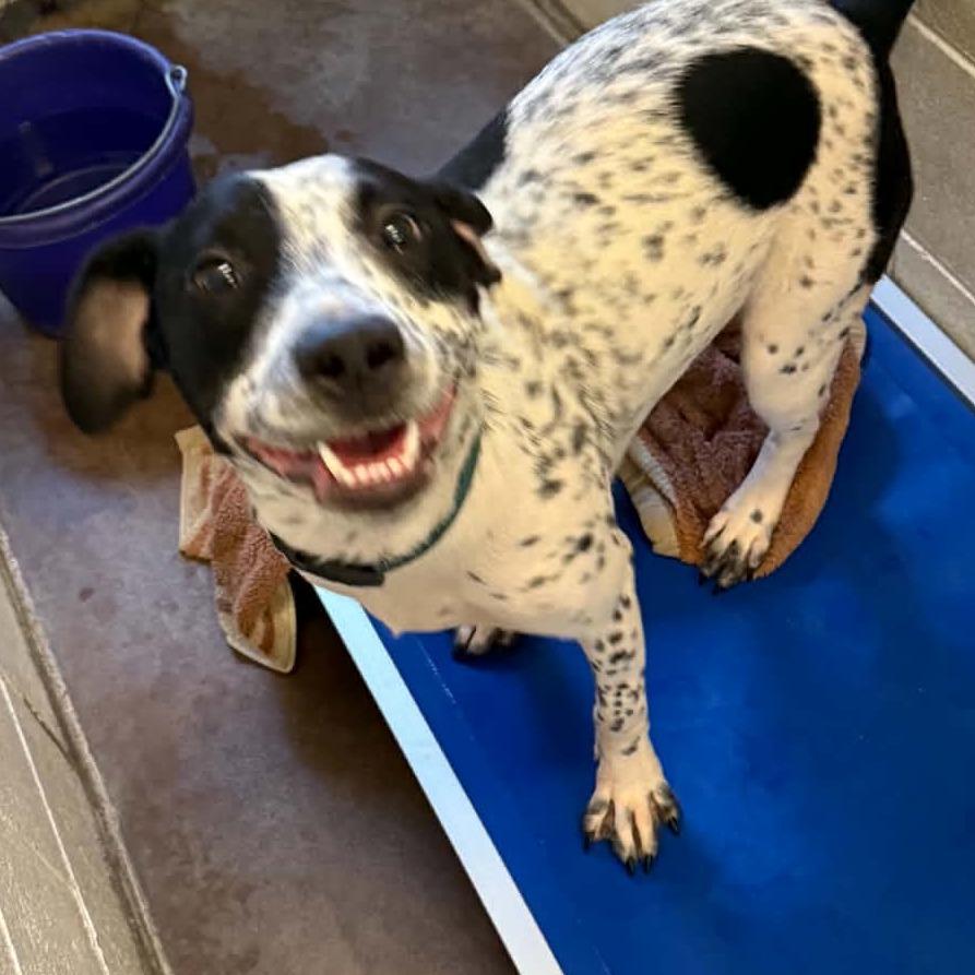 Enlarge Tugboat, a Adoptable mixed breed in Stephenville, TX image 4/4