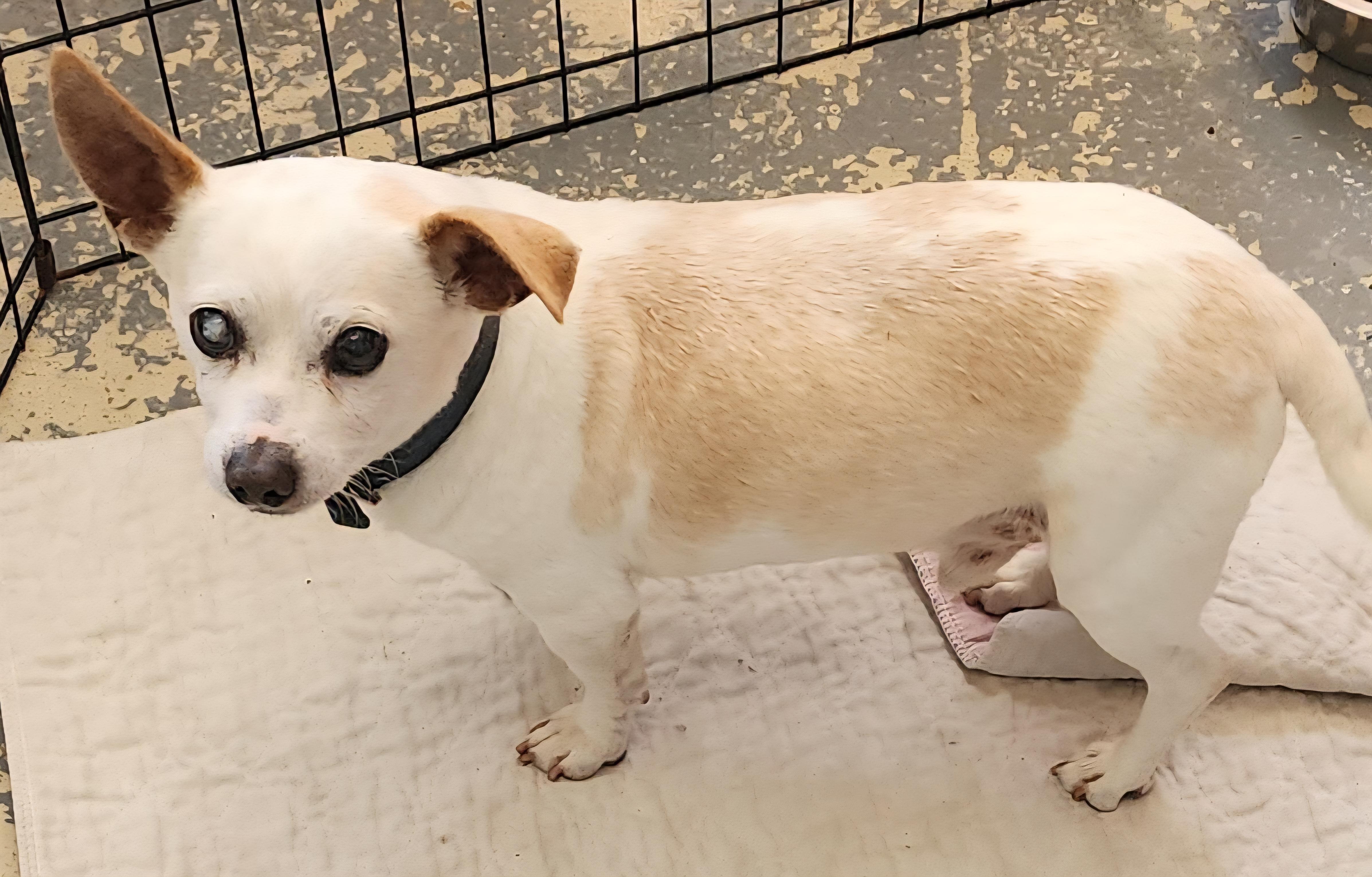Rainbow, Adoptable, Senior Male Chihuahua.