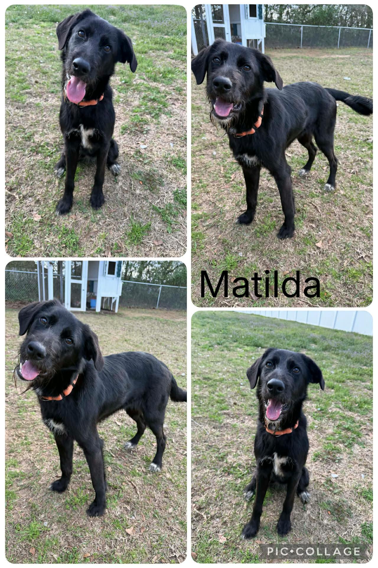 Enlarge Matilda, a ADOPTABLE Labradoodle in Enterprise, AL image 1/1