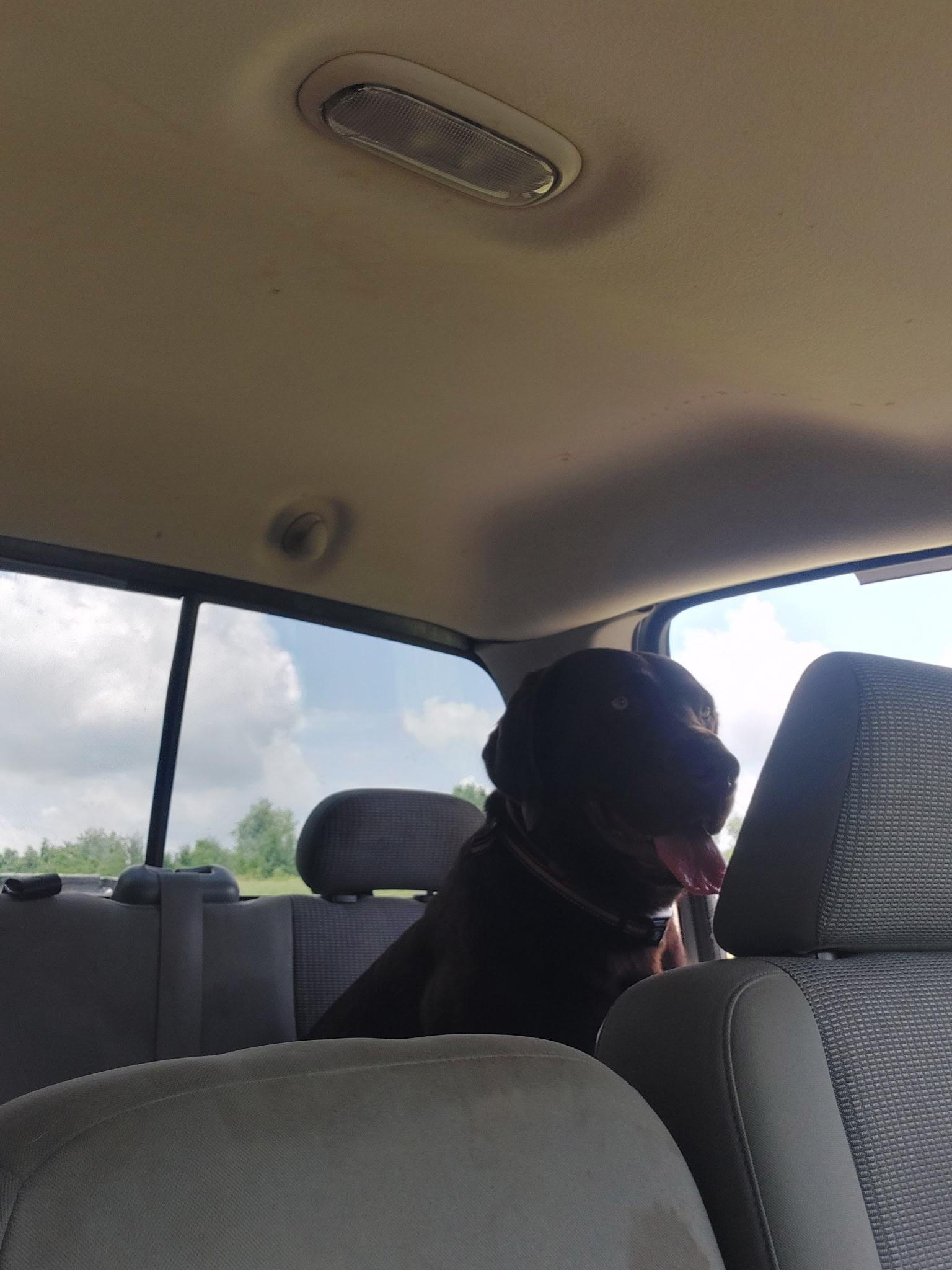 Enlarge Nala, a Adopted Chocolate Labrador Retriever in Covington, KY image 2/3