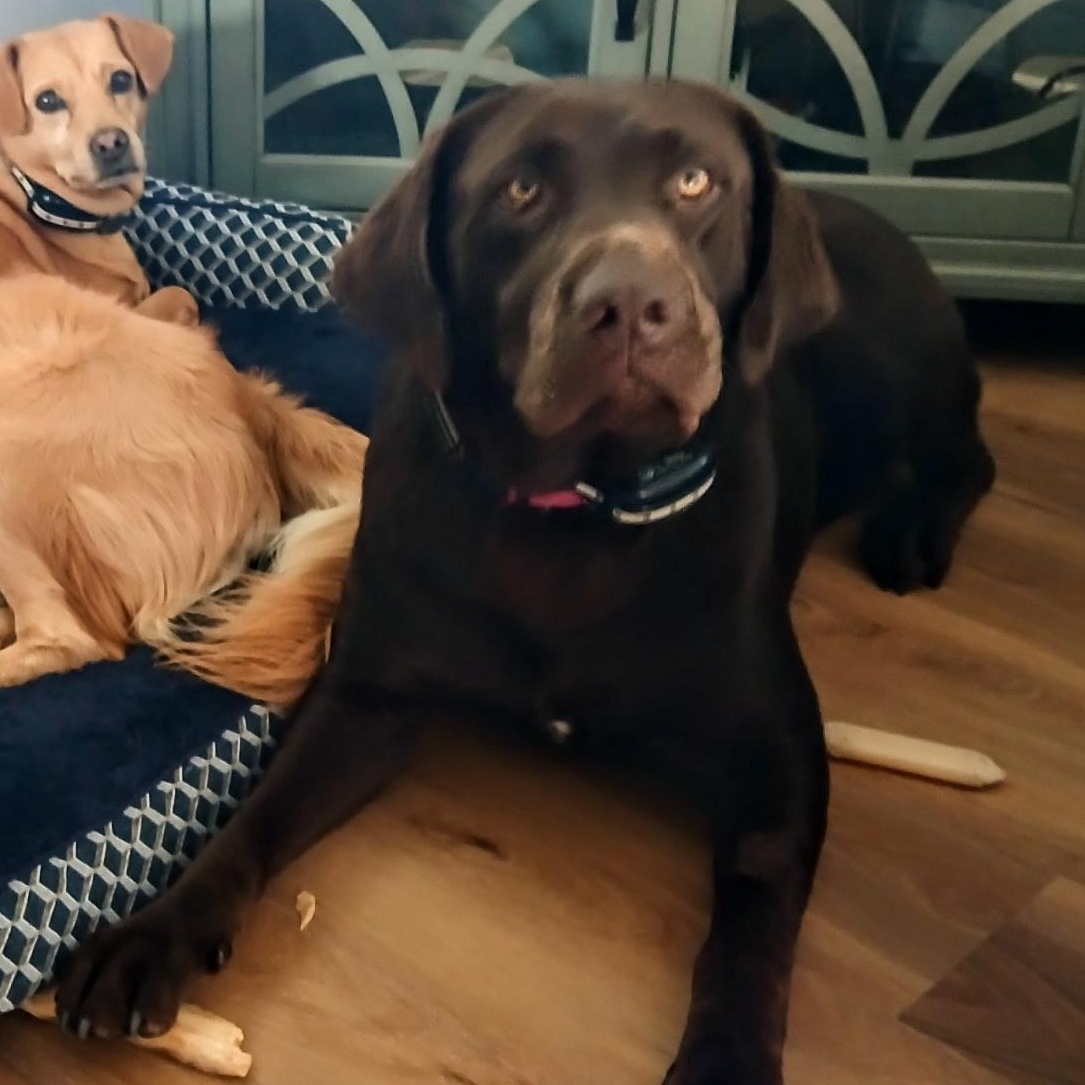 Enlarge Nala, a Adopted Chocolate Labrador Retriever in Covington, KY image 3/3