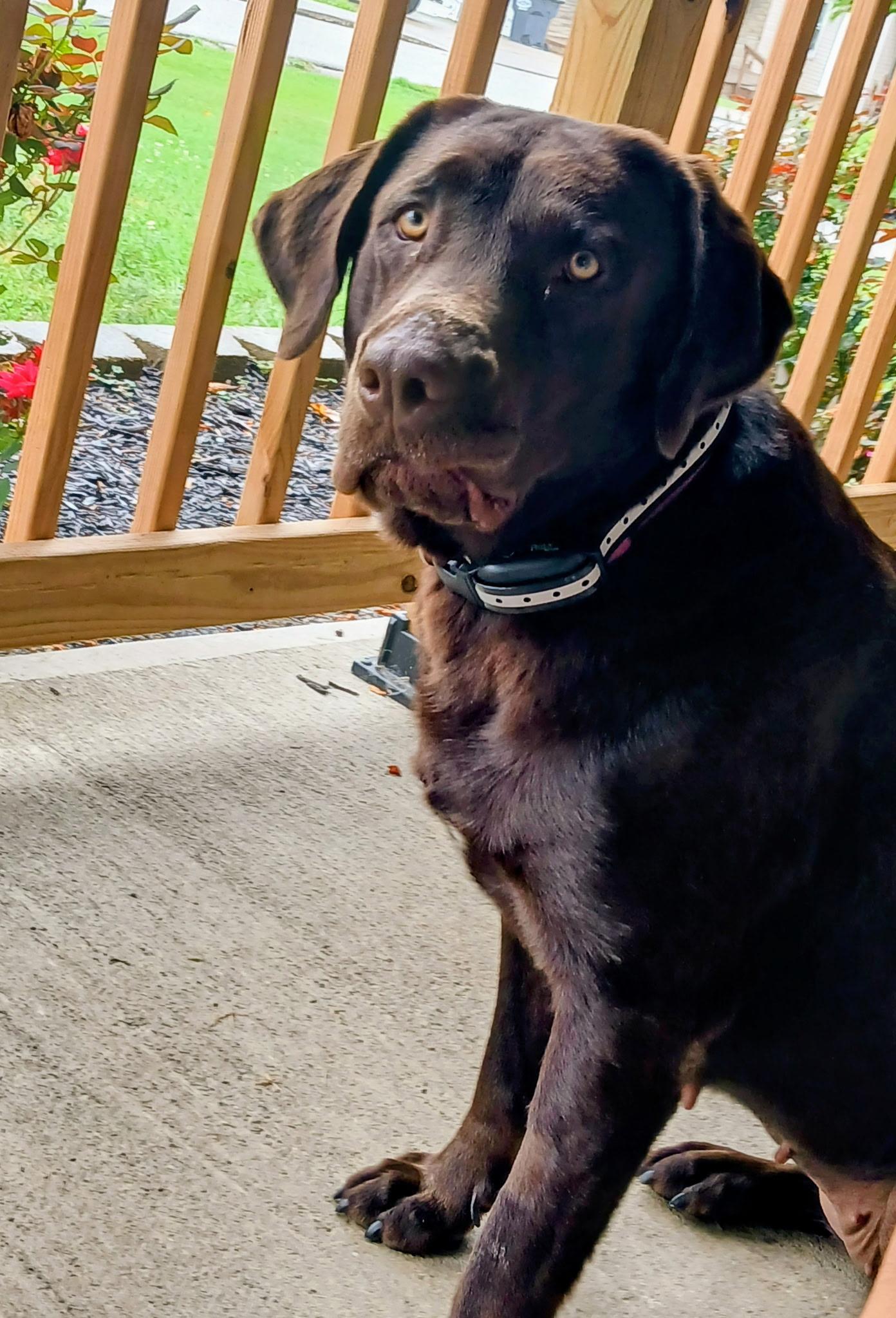 Enlarge Nala, a Adopted Chocolate Labrador Retriever in Covington, KY image 1/3