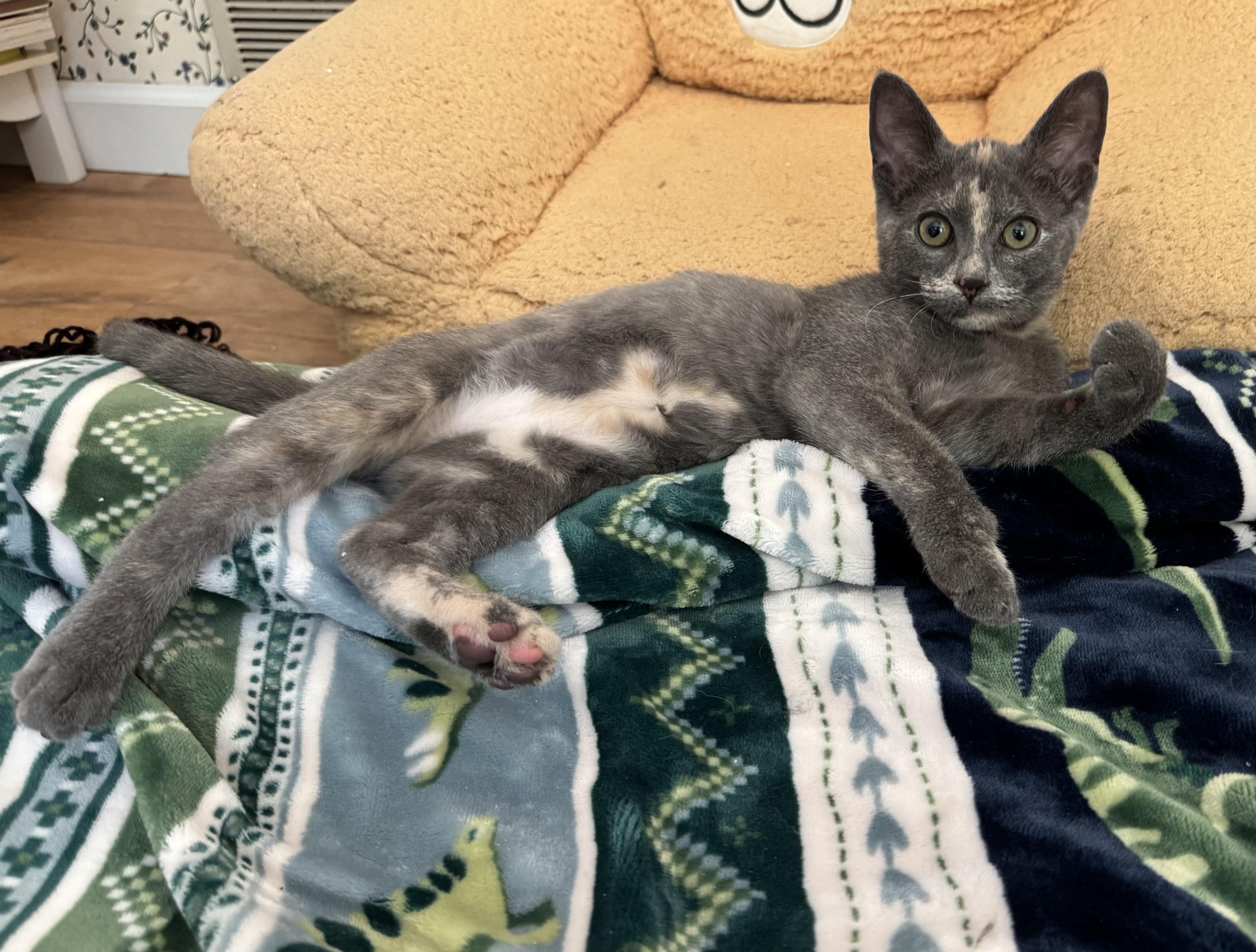 Enlarge Isla, a ADOPTABLE Domestic Short Hair in China Township, MI image 4/4