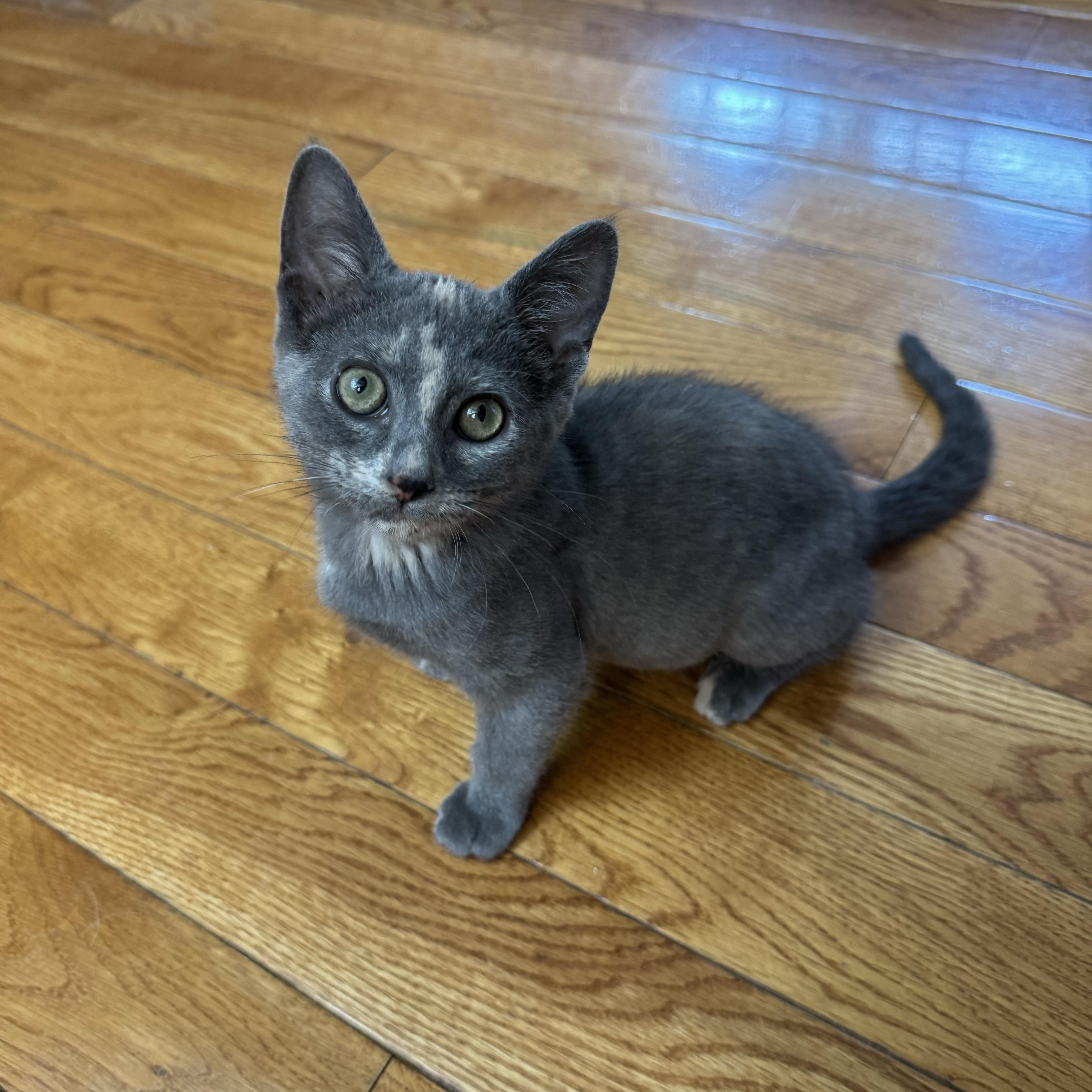 Enlarge Isla, a ADOPTABLE Domestic Short Hair in China Township, MI image 2/4