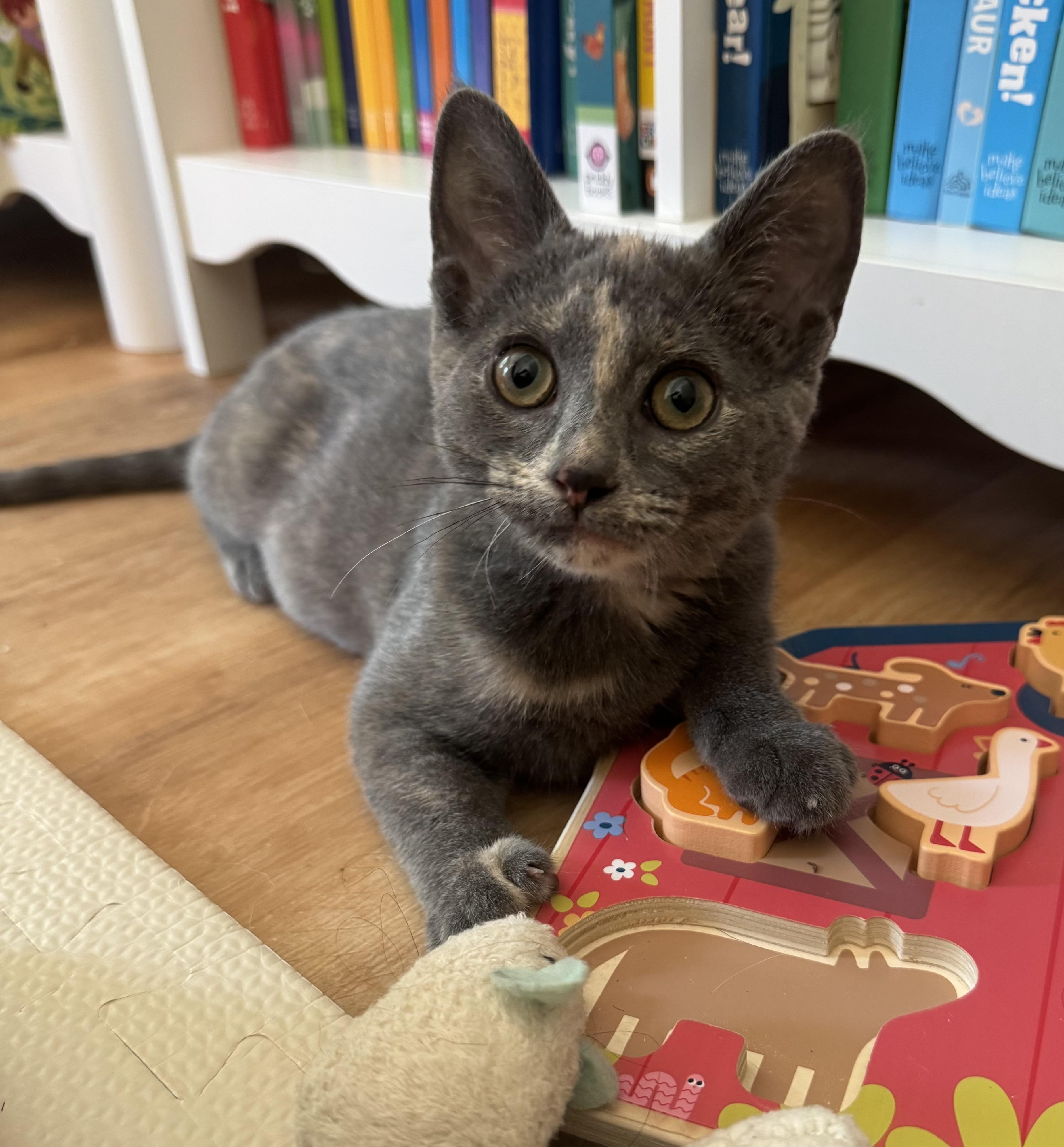 Isla, ADOPTABLE, Kitten Female Domestic Short Hair.
