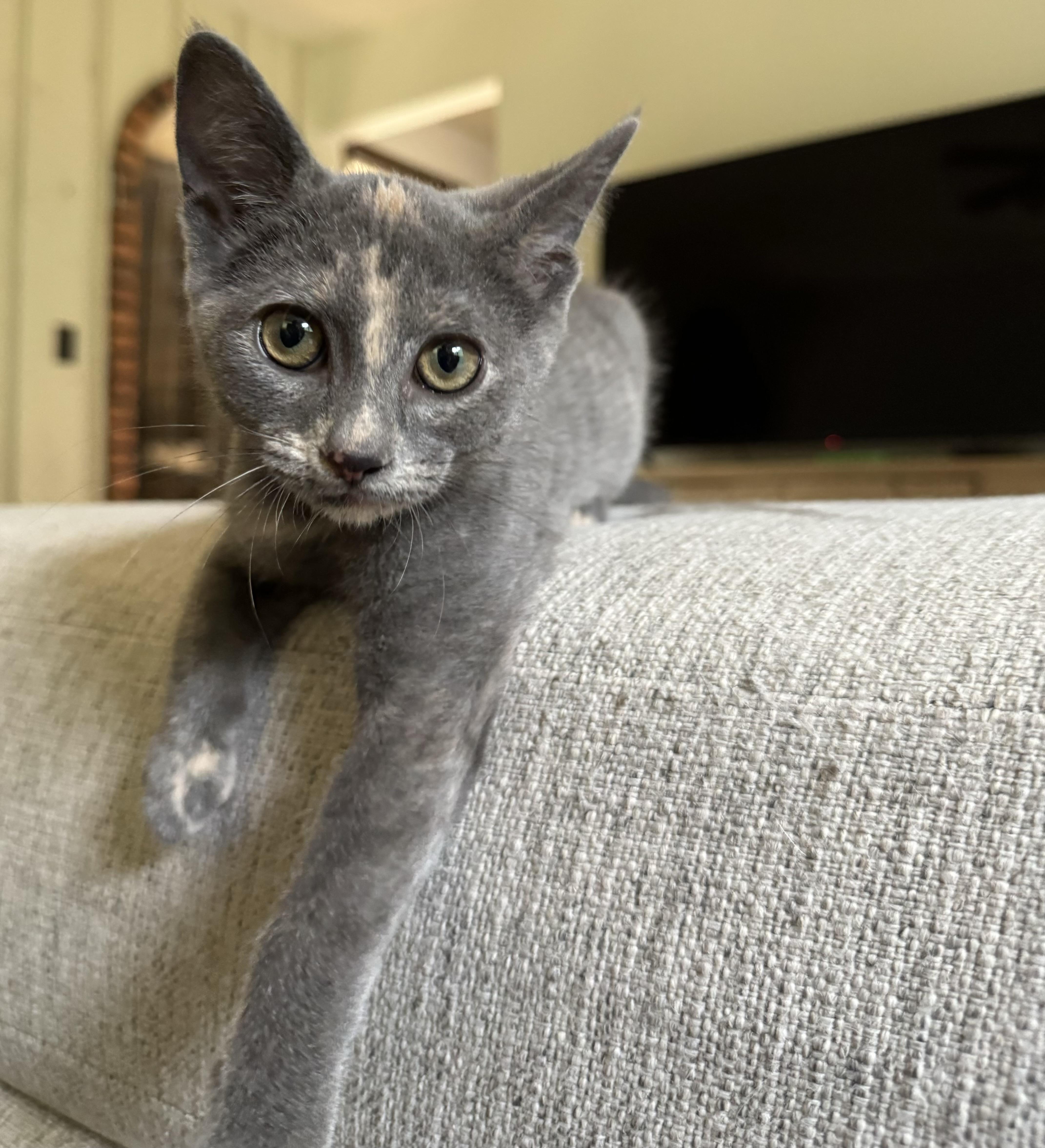 Enlarge Isla, a ADOPTABLE Domestic Short Hair in China Township, MI image 3/4