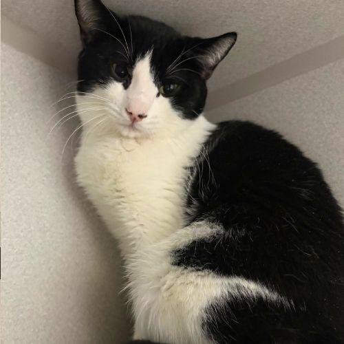 MEGUMI, Adoptable, Young Male Domestic Short Hair.