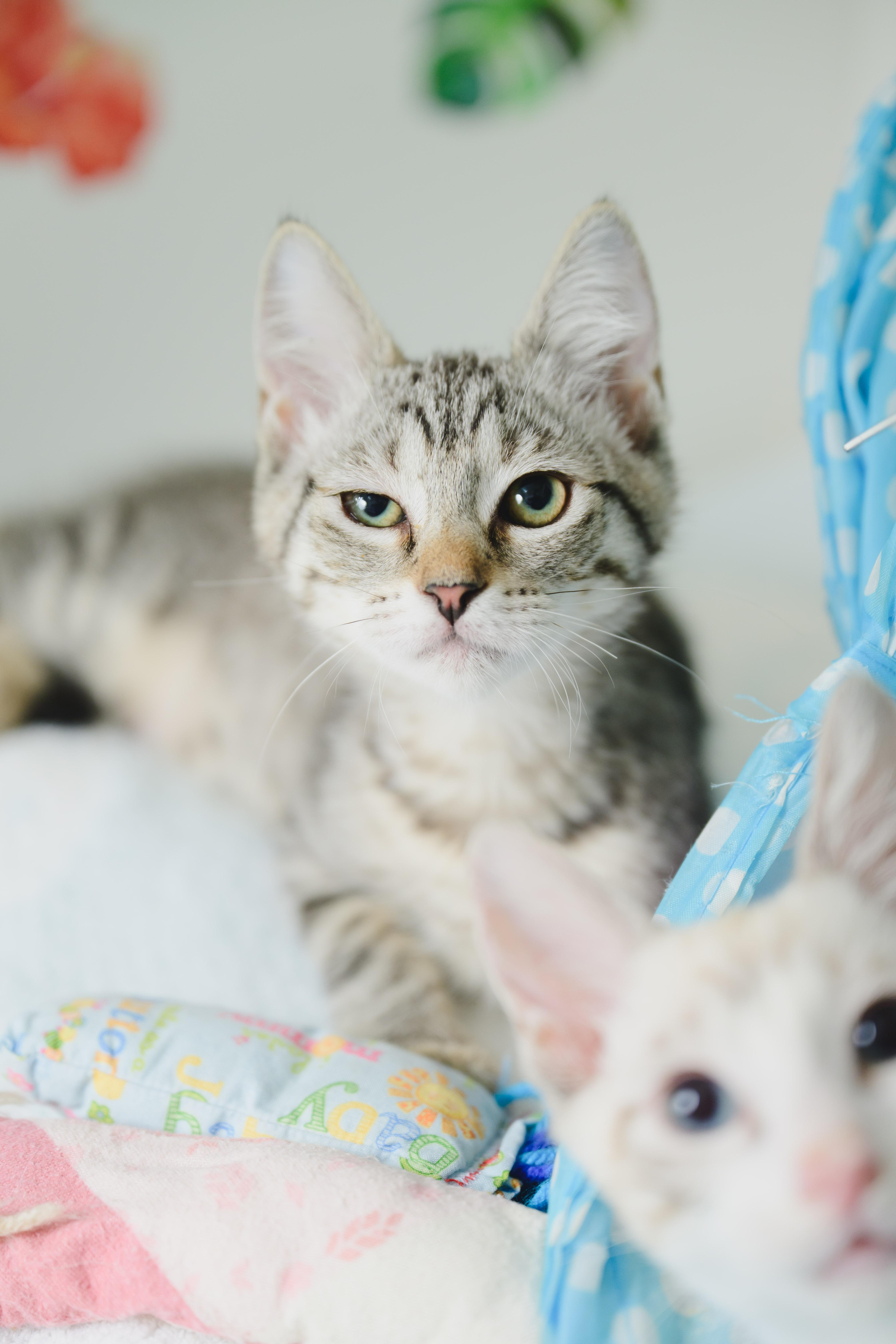 Yuki, Adoptable, Kitten Female Domestic Short Hair.