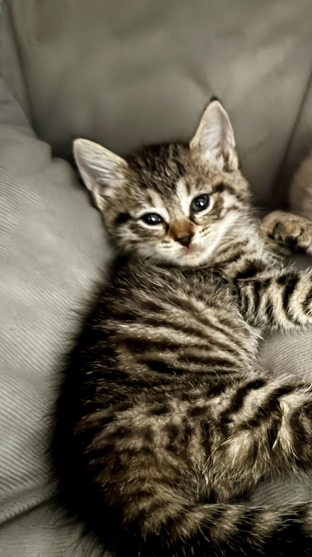 Yuki, a Adoptable Domestic Short Hair in Honolulu, HI image 2/3