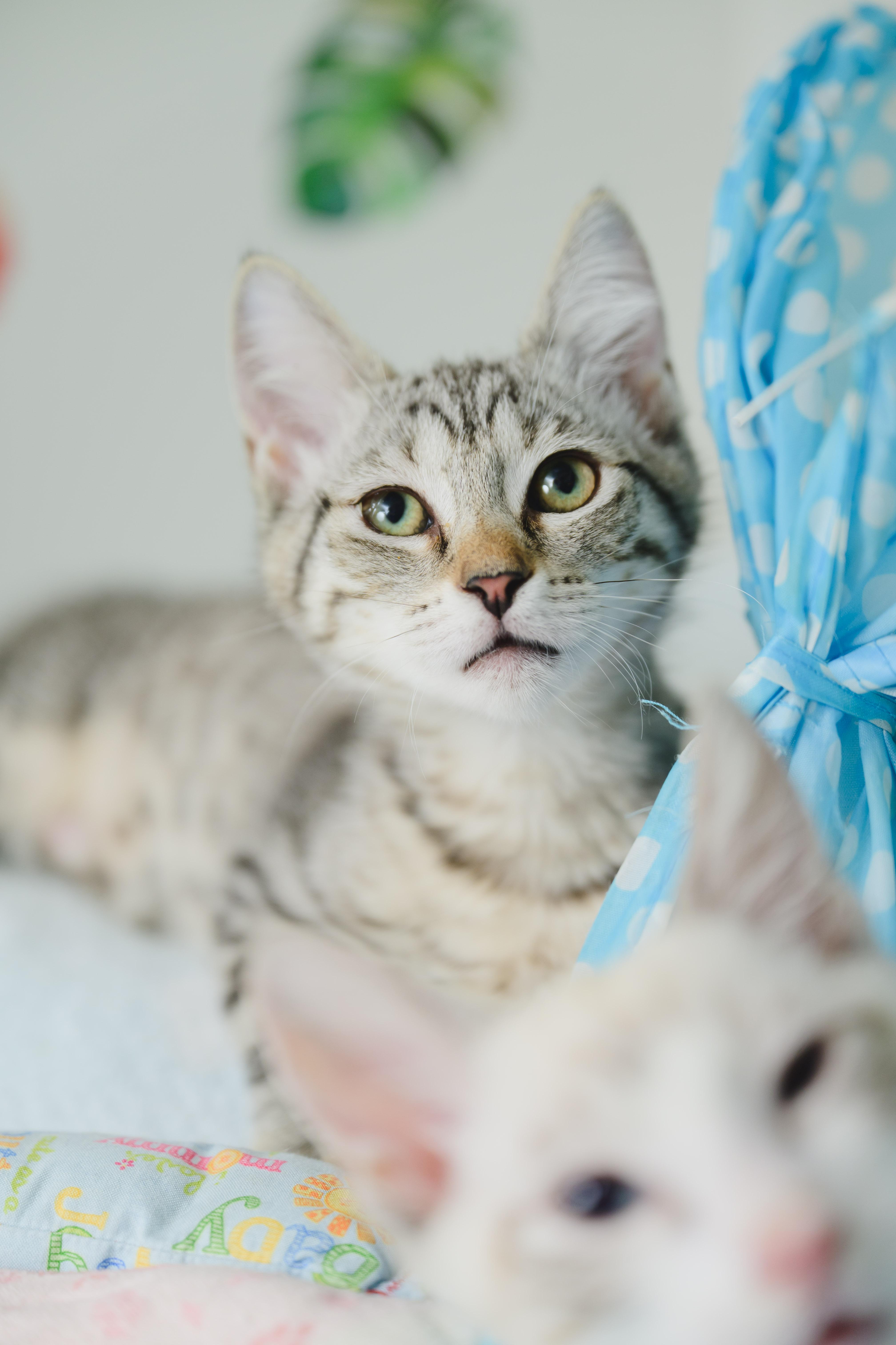 Yuki, a Adoptable Domestic Short Hair in Honolulu, HI image 3/3