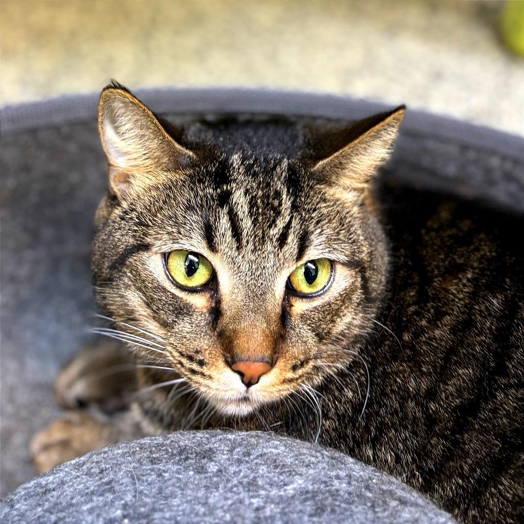 Enlarge Firulais AKA TuTu, a Adoptable Domestic Short Hair in Fresno, CA image 1/2