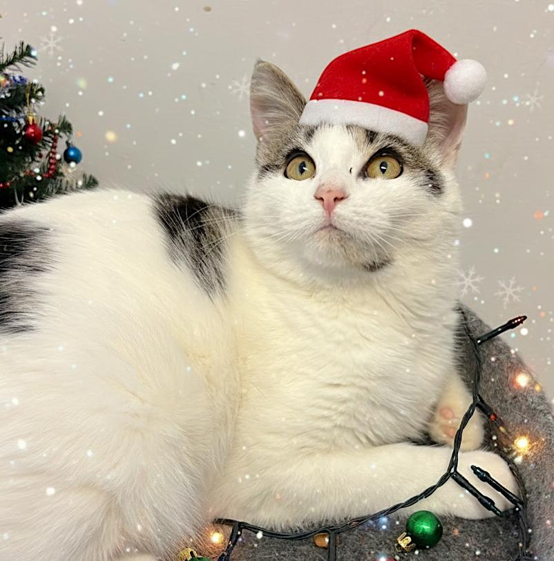 Kya, adoptable, Young Female Domestic Short Hair.