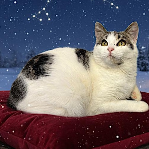 Enlarge Kya, an adoptable Domestic Short Hair in St Stephen, NB image 1/2