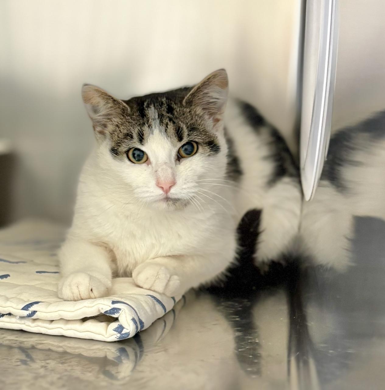 Kya, adoptable, Young Female Domestic Short Hair.