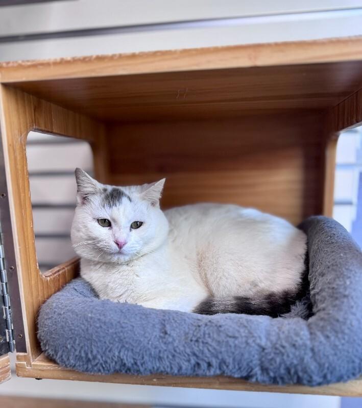 Enlarge Fred, a Adoptable Domestic Short Hair in Wooster, OH image 1/1