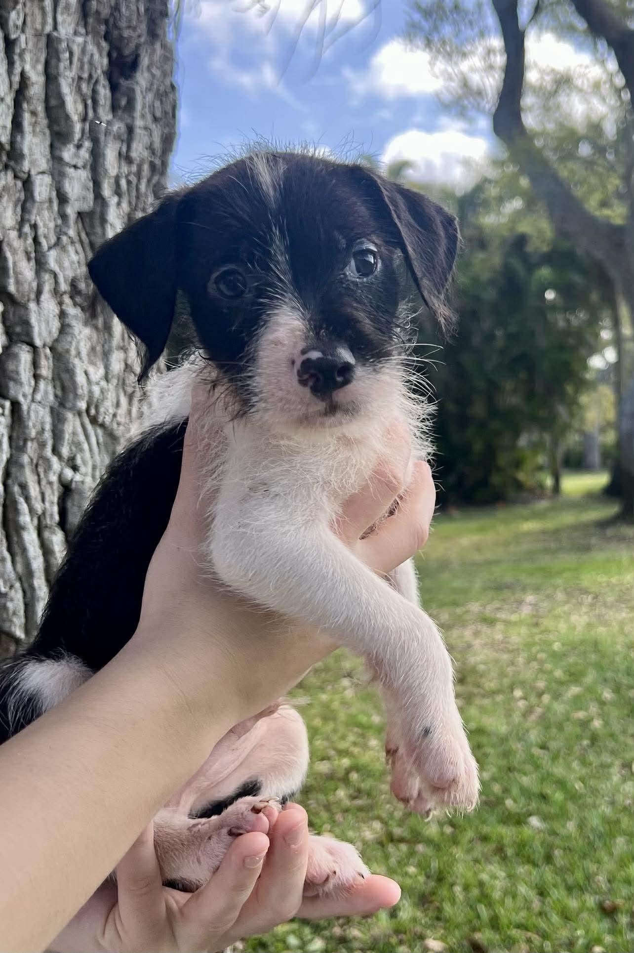 Enlarge Chilli Pup -Bluey, a Adoptable mixed breed in Pompano Beach, FL image 1/3