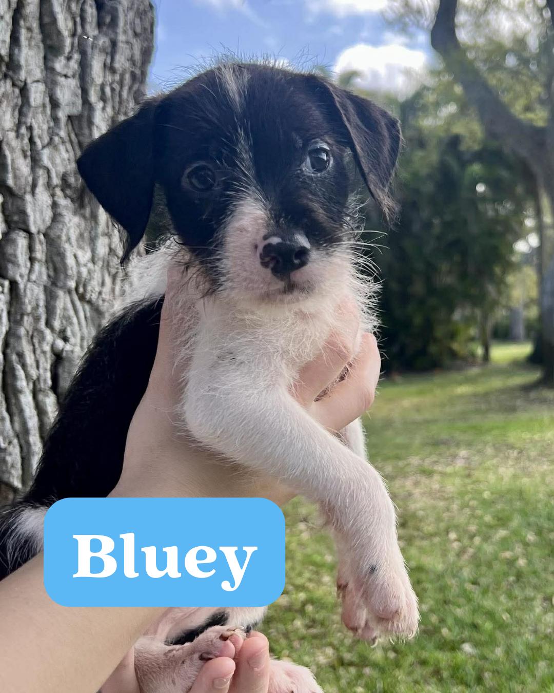 Chilli Pup -Bluey — thumbnail 2