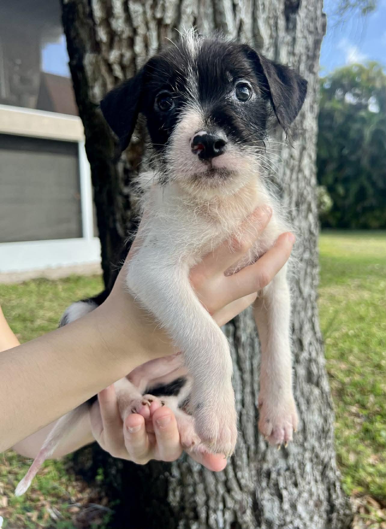 Chilli Pup -Bluey — thumbnail 3