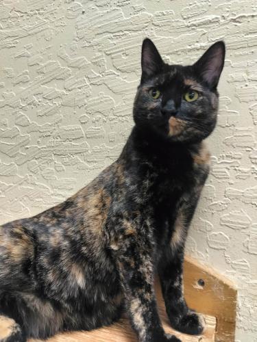 Amethyst, Adoptable, Young Female Tortoiseshell.