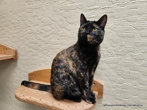 Enlarge Amethyst, a Adoptable Tortoiseshell in Parlier, CA image 2/6
