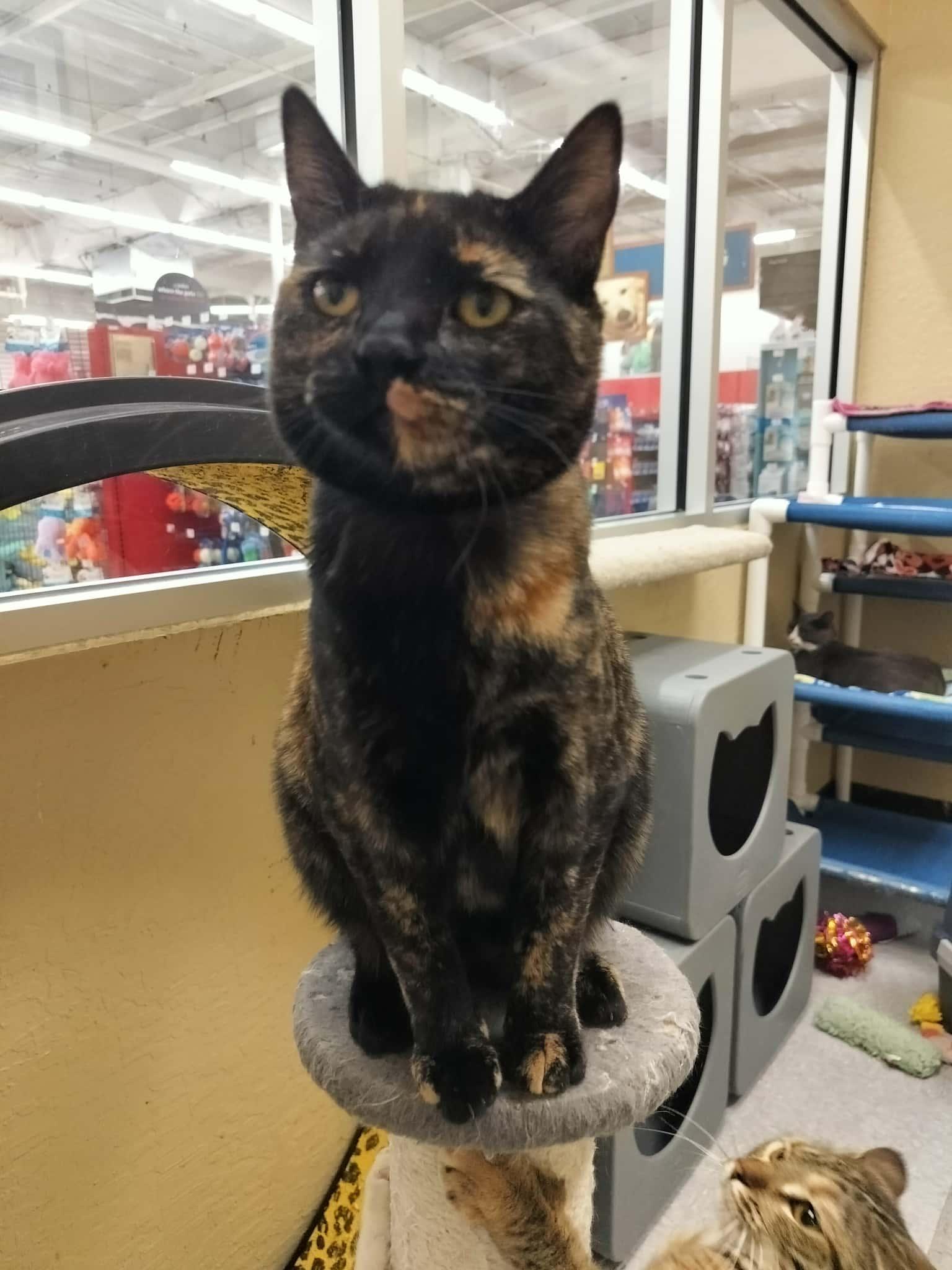 Enlarge Amethyst, a Adoptable Tortoiseshell in Parlier, CA image 3/6