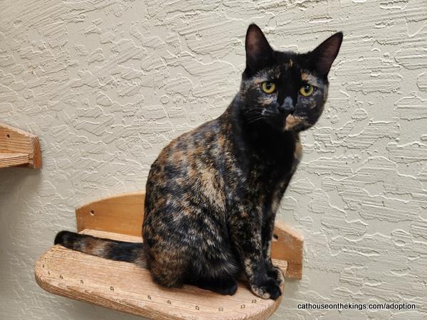 Enlarge Amethyst, a Adoptable Tortoiseshell in Parlier, CA image 4/6