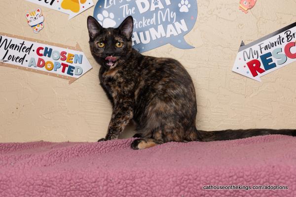 Enlarge Amethyst, a Adoptable Tortoiseshell in Parlier, CA image 5/6