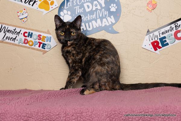 Enlarge Amethyst, a Adoptable Tortoiseshell in Parlier, CA image 6/6