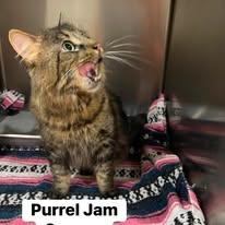 Purrel Jam, ADOPTABLE, Young Male Domestic Long Hair.