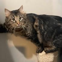 Purrel Jam, a ADOPTABLE Domestic Long Hair in North Kansas City, MO image 2/2