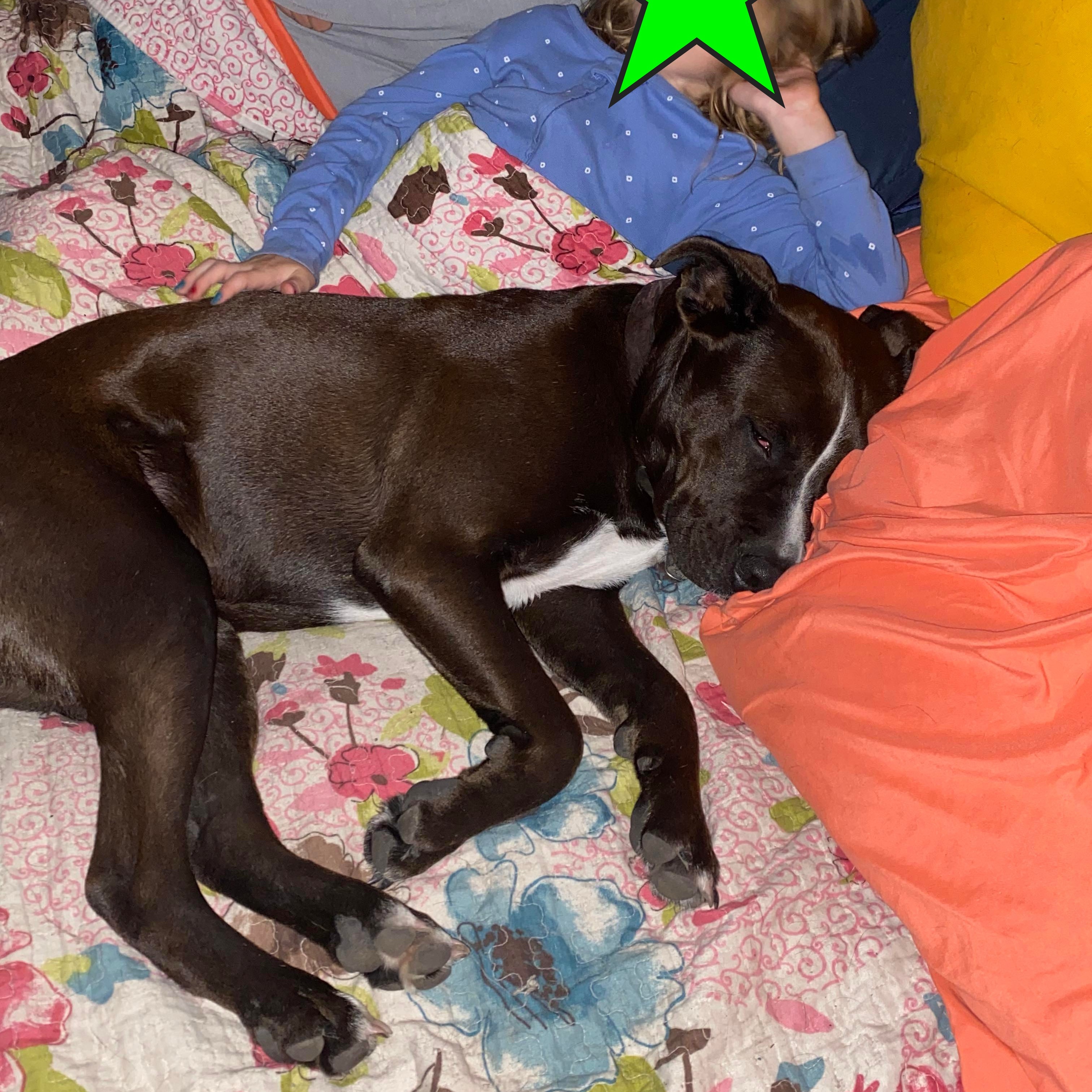 Schmidt, a Adoptable mixed breed in Corpus Christi, TX image 2/6