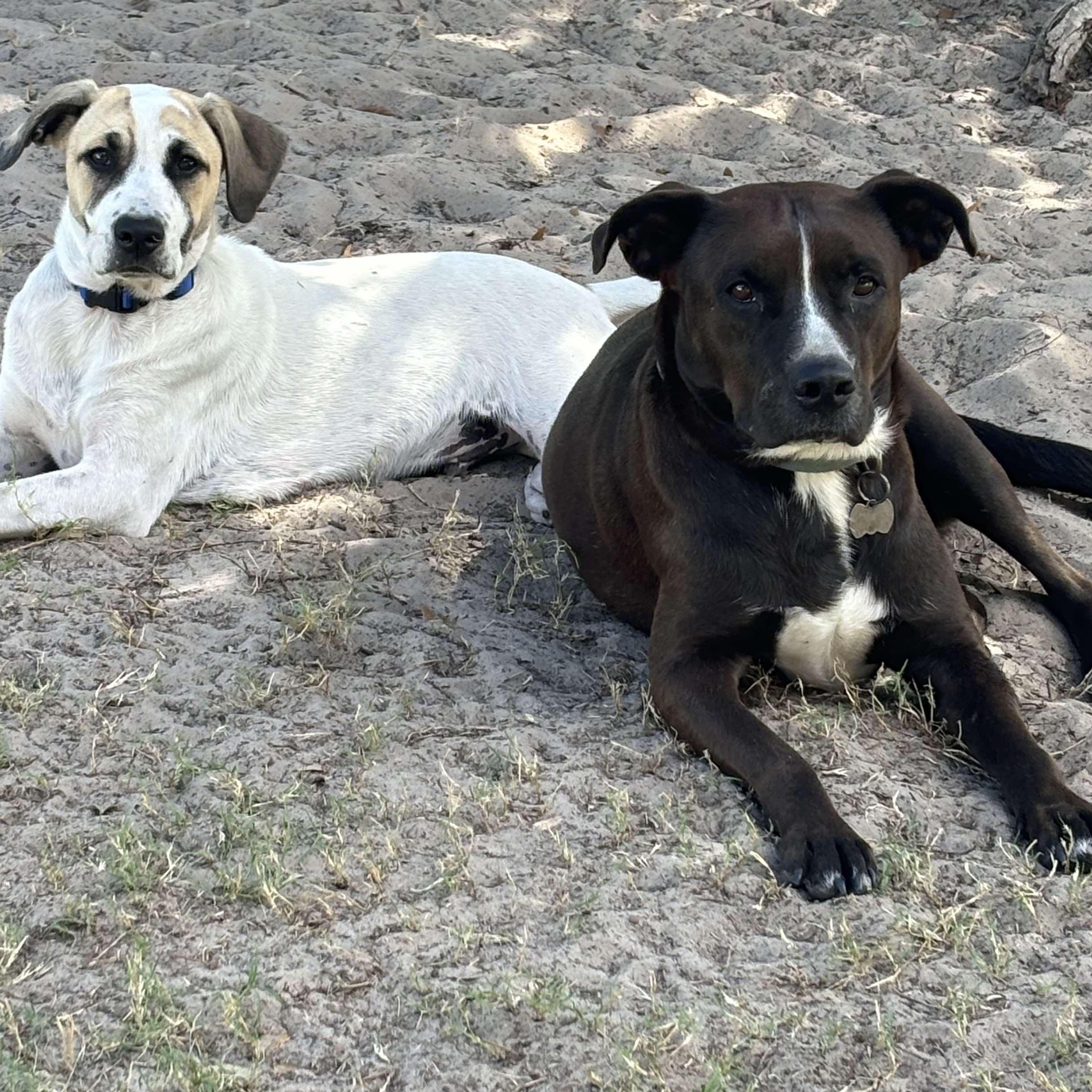 Schmidt, a Adoptable mixed breed in Corpus Christi, TX image 3/6