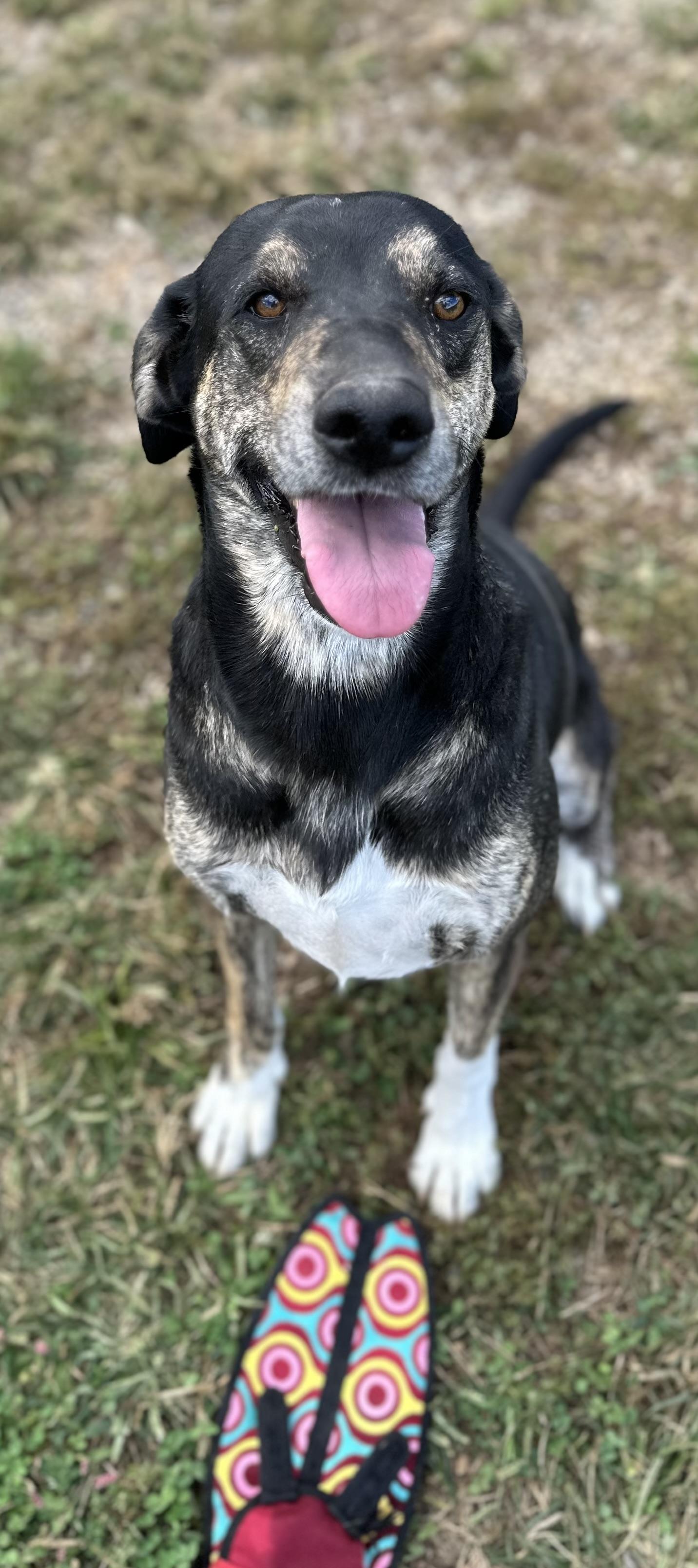 Yona.............fee sponsored, Adoptable, Young Female Shepherd.