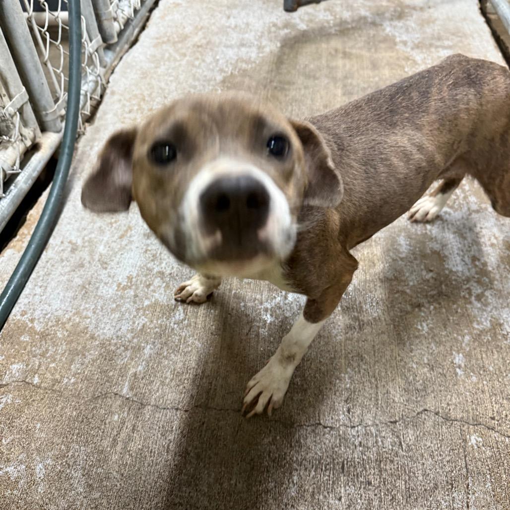 Enlarge Harper, a Adoptable Mixed Breed in Millen, GA image 1/1