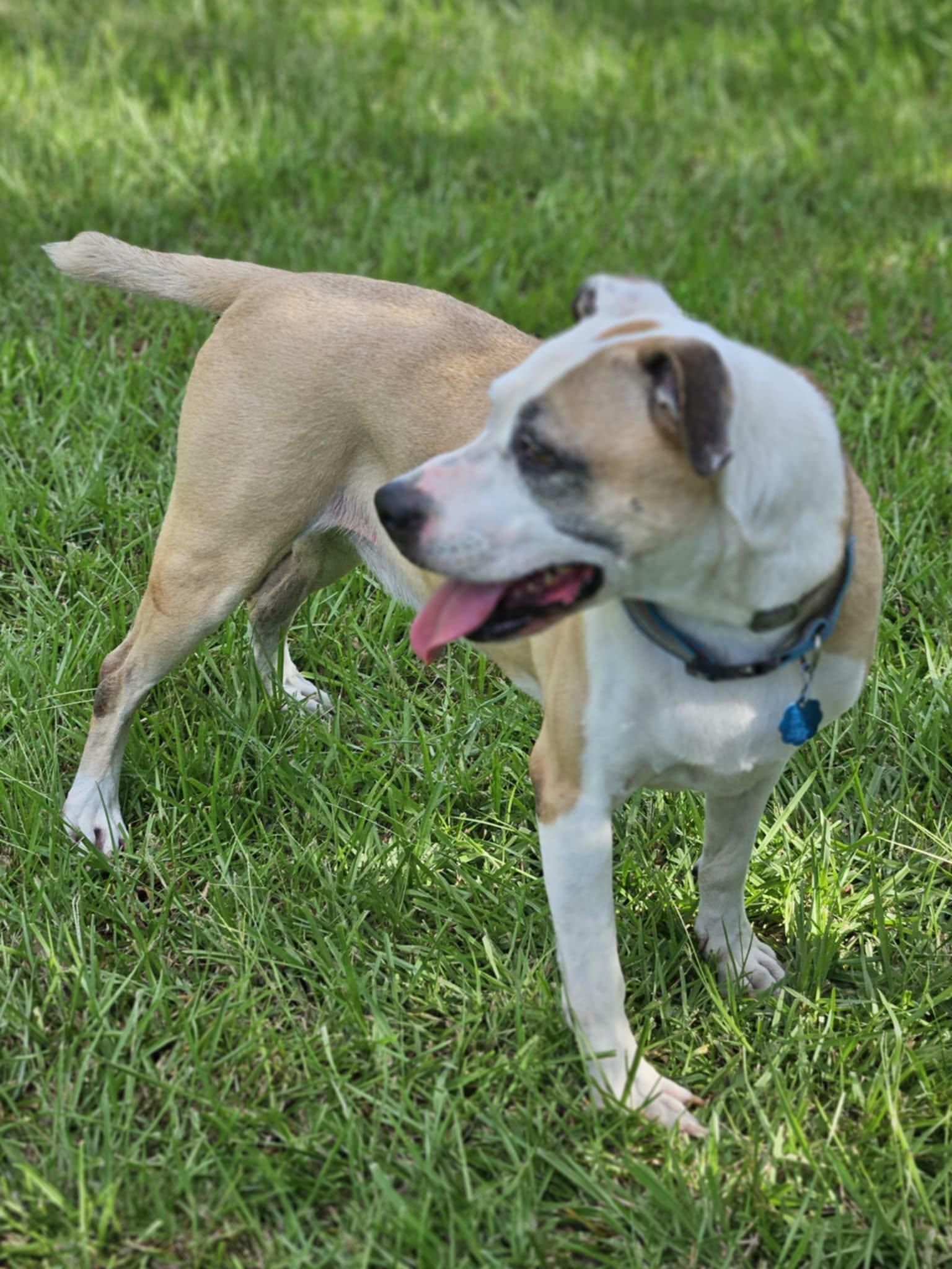 Enlarge Lexie, a Adoptable Pit Bull Terrier in Wakefield, RI image 1/3