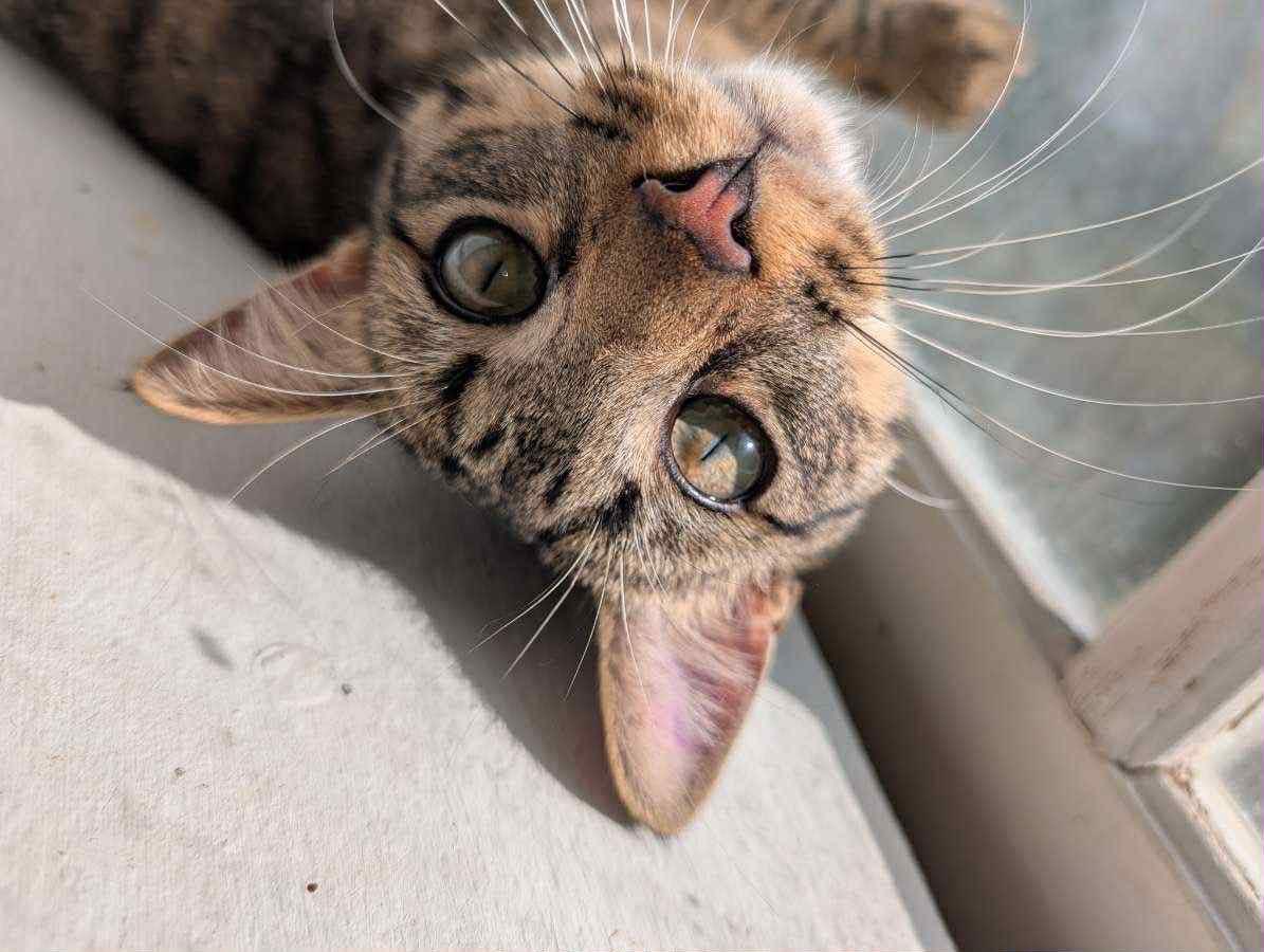 Enlarge Simon, a Adoptable Domestic Short Hair in Reading, PA image 1/1